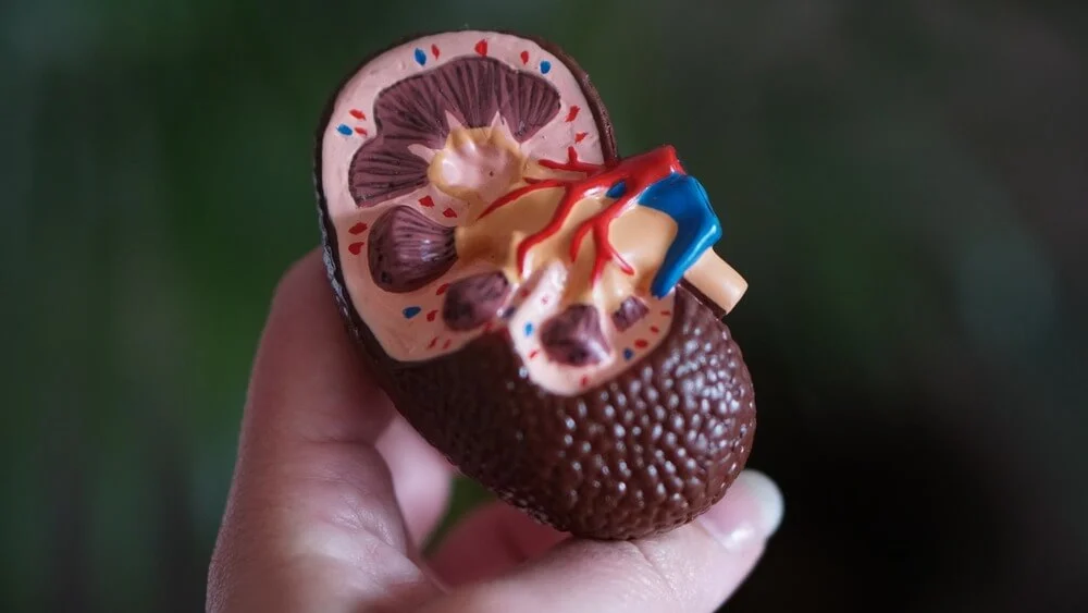 Kidney Transplant